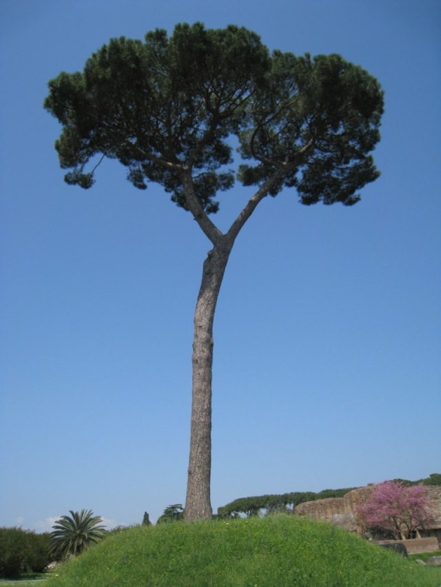 El majestuoso pino de Roma